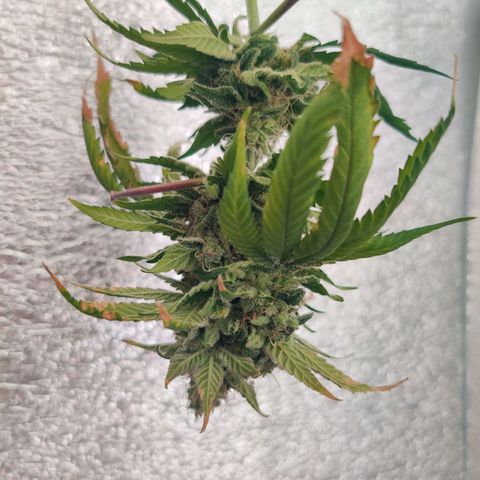 Gentleman skunk growlog timeline photo