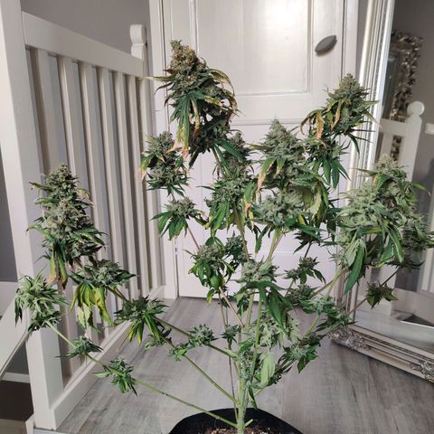 Gentleman skunk growlog timeline photo