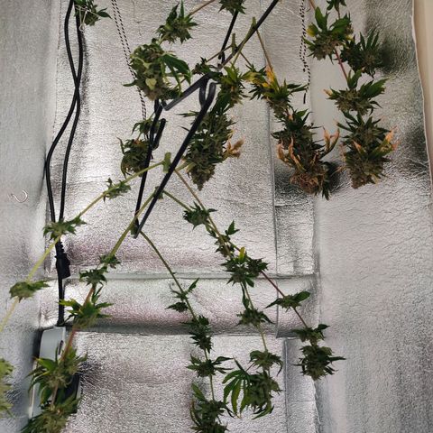 Gentleman skunk growlog timeline photo