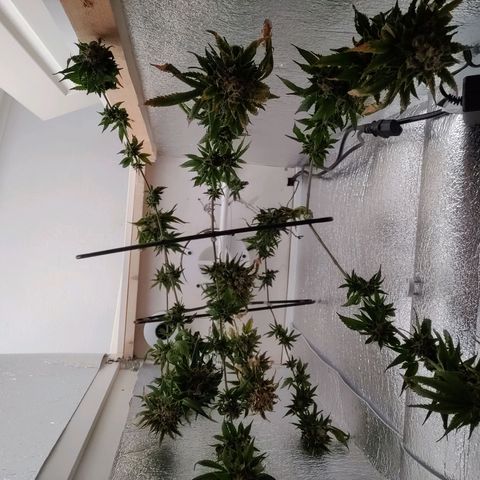 Gentleman skunk growlog timeline photo