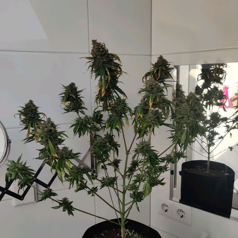 Gentleman skunk growlog timeline photo