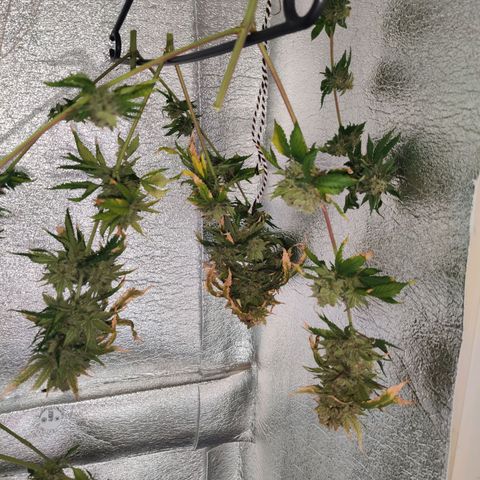 Gentleman skunk growlog timeline photo