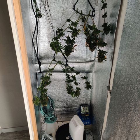 Gentleman skunk growlog timeline photo