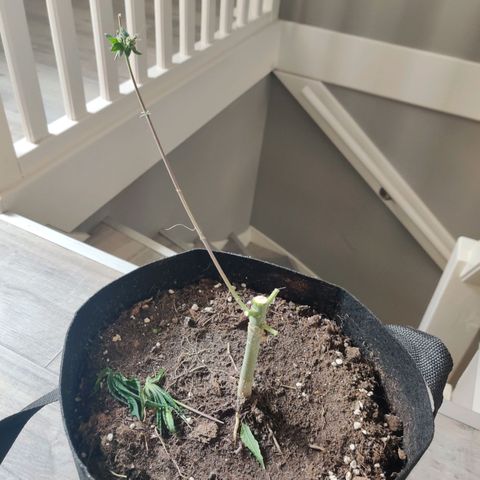 Gentleman skunk growlog timeline photo