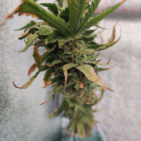 Gentleman skunk growlog timeline photo