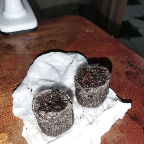 Gelato #2 growlog photo: Depois de mais de 24h no papel toalha, cresceu bastante, já foram para o jiffy, sem estufa por enquanto infelizmente