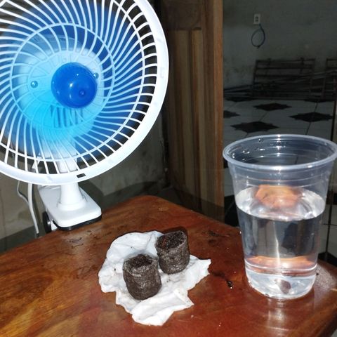 Gelato #2 growlog photo: Depois de mais de 24h no papel toalha, cresceu bastante, já foram para o jiffy, sem estufa por enquanto infelizmente