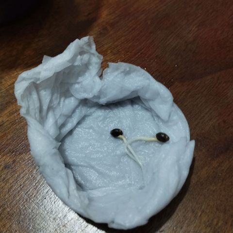 Gelato #2 growlog photo: Depois de mais de 24h no papel toalha, cresceu bastante, já foram para o jiffy, sem estufa por enquanto infelizmente