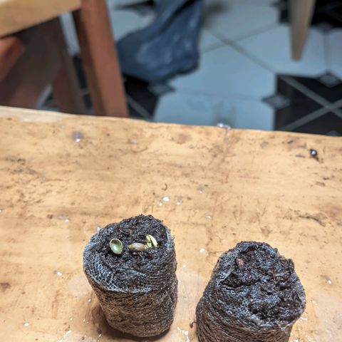 Gelato #2 growlog photo: Precisou de uma ajudinha pra sair, a outra ainda não deu as caras