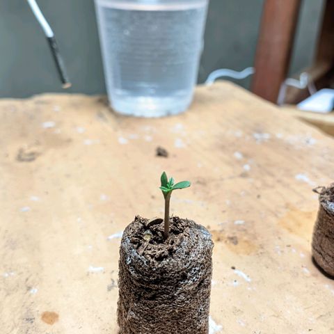 Gelato #2 growlog photo: Cheguei hj elas estavam assim, uma precisou de uma ajudinha pra soltar uma pele que tava grudada, por isso deu uma travada