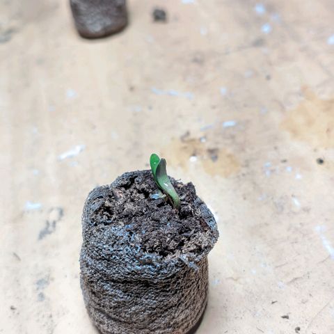 Gelato #2 growlog photo: Cheguei hj elas estavam assim, uma precisou de uma ajudinha pra soltar uma pele que tava grudada, por isso deu uma travada