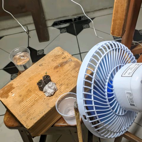 Gelato #2 growlog photo: Cheguei hj elas estavam assim, uma precisou de uma ajudinha pra soltar uma pele que tava grudada, por isso deu uma travada