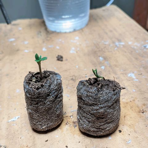 Gelato #2 growlog photo: Cheguei hj elas estavam assim, uma precisou de uma ajudinha pra soltar uma pele que tava grudada, por isso deu uma travada