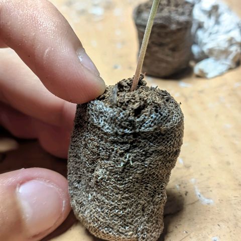 Gelato #2 growlog photo: Tudo normal, sem muita novidade 