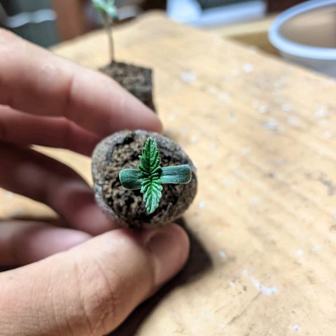 Gelato #2 growlog photo: Tudo normal, sem muita novidade 