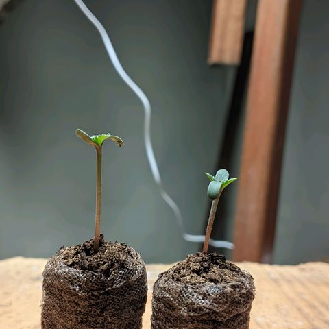 Gelato #2 growlog photo: Tudo normal, sem muita novidade 
