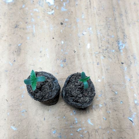Gelato #2 growlog photo: Tudo normal, sem muita novidade 
