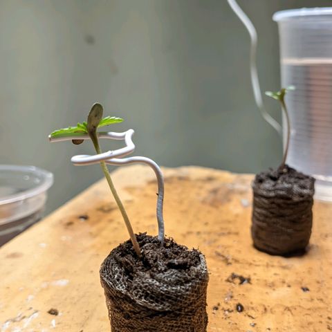 Gelato #2 growlog photo: Cheguei e encontrei um delas assim, fiz um apoio pra ela ficar de pé, a outra está meio travada 