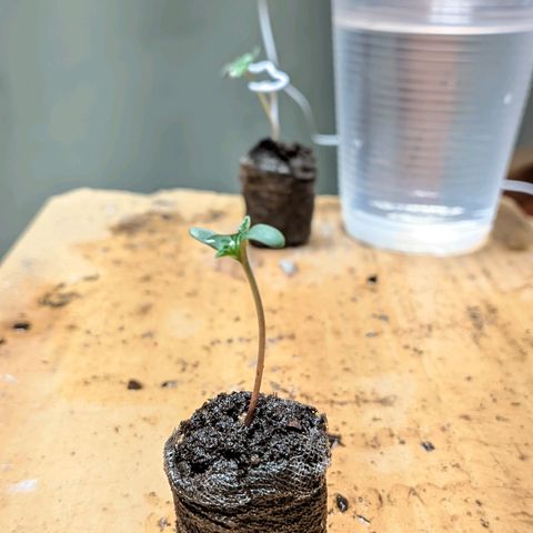 Gelato #2 growlog photo: Cheguei e encontrei um delas assim, fiz um apoio pra ela ficar de pé, a outra está meio travada 