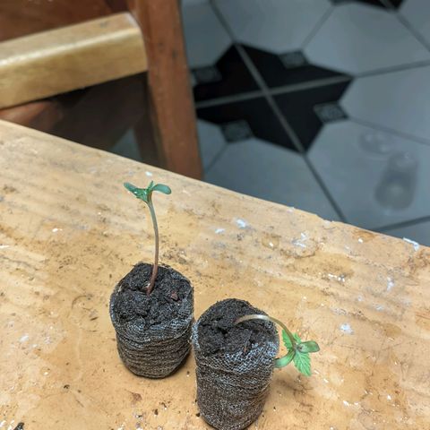 Gelato #2 growlog photo: Cheguei e encontrei um delas assim, fiz um apoio pra ela ficar de pé, a outra está meio travada 