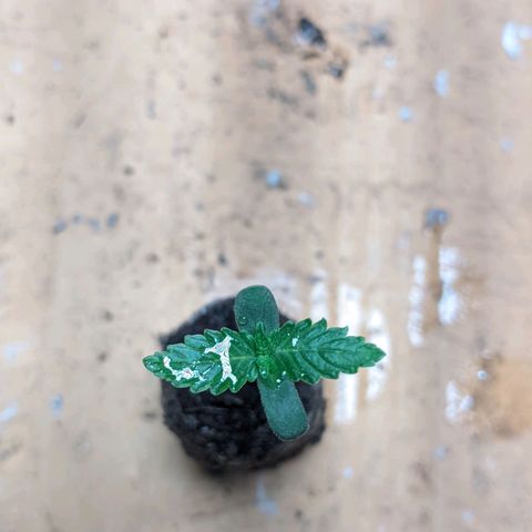 Gelato #2 growlog photo: Uma está com um amarelo nas folhas