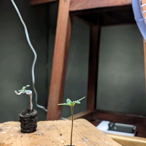Gelato #2 growlog photo: Uma está com um amarelo nas folhas