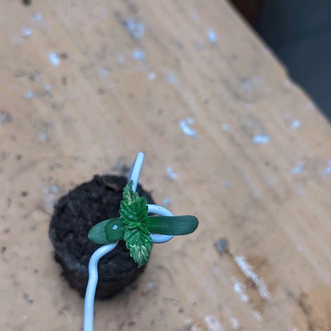 Gelato #2 growlog photo: Uma está com um amarelo nas folhas
