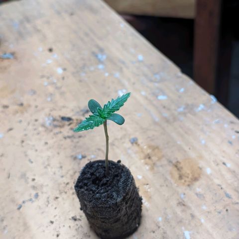 Gelato #2 growlog photo: Uma está com um amarelo nas folhas