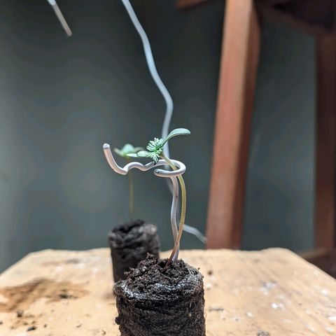 Gelato #2 growlog photo: Uma está com um amarelo nas folhas