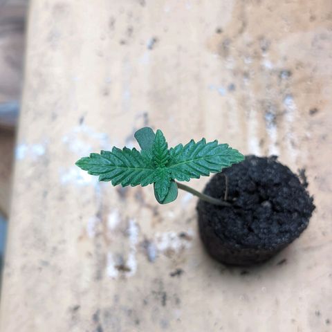 Gelato #2 growlog timeline photo