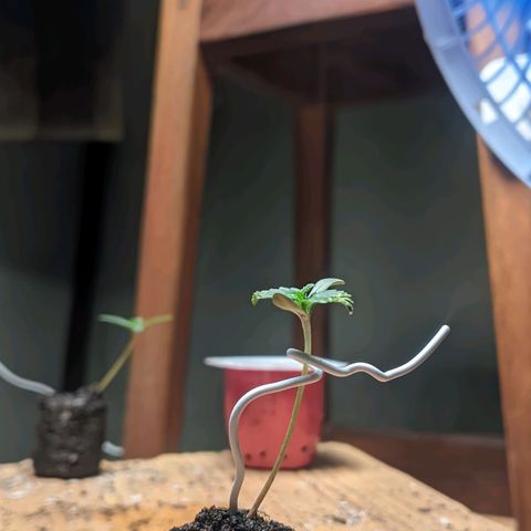 Gelato #2 growlog timeline photo