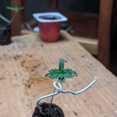 Gelato #2 growlog timeline photo