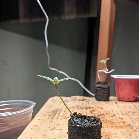 Gelato #2 growlog timeline photo