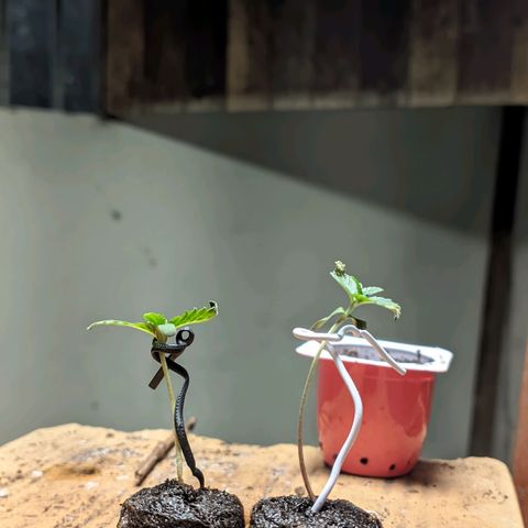 Gelato #2 growlog photo: Já se recuperaram 