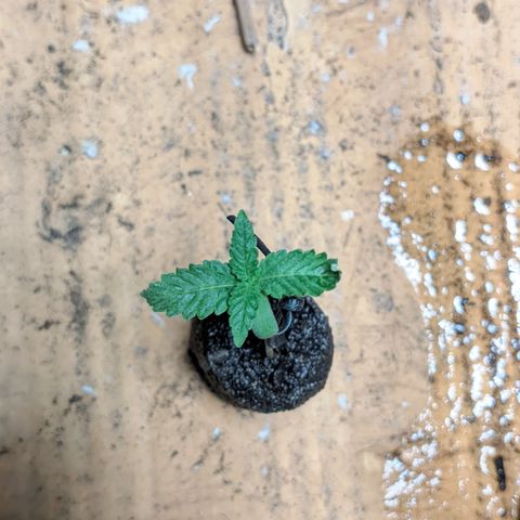 Gelato #2 growlog photo: Já se recuperaram 