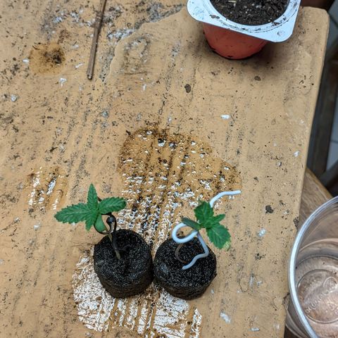 Gelato #2 growlog photo: Já se recuperaram 