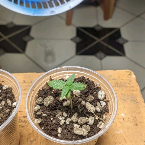 Gelato #2 growlog timeline photo