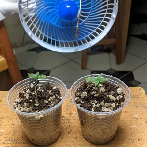 Gelato #2 growlog timeline photo