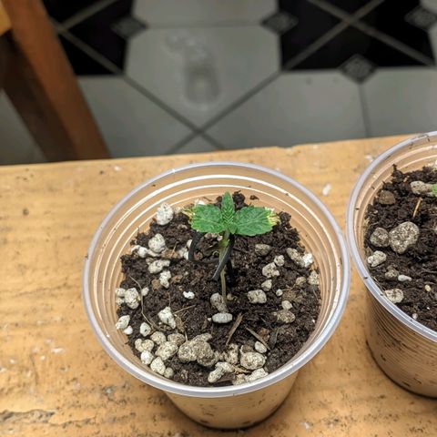 Gelato #2 growlog timeline photo