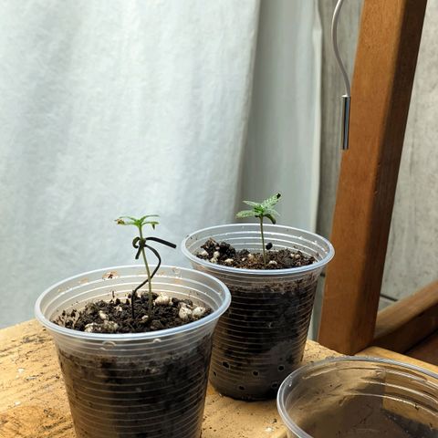 Gelato #2 growlog timeline photo