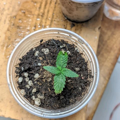 Gelato #2 growlog timeline photo
