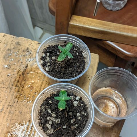 Gelato #2 growlog timeline photo
