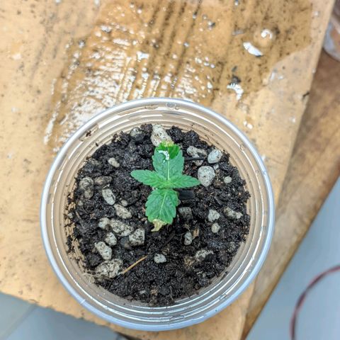 Gelato #2 growlog timeline photo