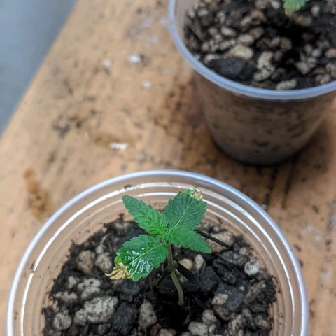 Gelato #2 growlog photo: Muitas mudanças, coloquei elas no banheiro e coloquei elas em um copo de 250ml com carvão no fundo e fiz uma cobertura com tecido dos jiffy, o solo é básico jiffy e uma porção de substrato bem adubado que pretendo levar elas o ciclo todo