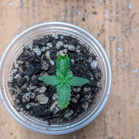 Gelato #2 growlog photo: Muitas mudanças, coloquei elas no banheiro e coloquei elas em um copo de 250ml com carvão no fundo e fiz uma cobertura com tecido dos jiffy, o solo é básico jiffy e uma porção de substrato bem adubado que pretendo levar elas o ciclo todo