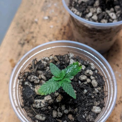 Gelato #2 growlog photo: Muitas mudanças, coloquei elas no banheiro e coloquei elas em um copo de 250ml com carvão no fundo e fiz uma cobertura com tecido dos jiffy, o solo é básico jiffy e uma porção de substrato bem adubado que pretendo levar elas o ciclo todo