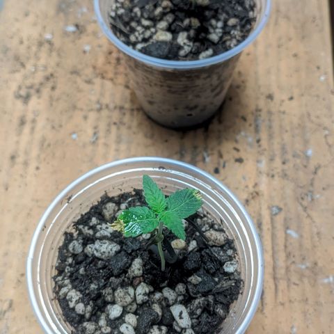 Gelato #2 growlog photo: Muitas mudanças, coloquei elas no banheiro e coloquei elas em um copo de 250ml com carvão no fundo e fiz uma cobertura com tecido dos jiffy, o solo é básico jiffy e uma porção de substrato bem adubado que pretendo levar elas o ciclo todo