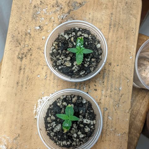 Gelato #2 growlog photo: Muitas mudanças, coloquei elas no banheiro e coloquei elas em um copo de 250ml com carvão no fundo e fiz uma cobertura com tecido dos jiffy, o solo é básico jiffy e uma porção de substrato bem adubado que pretendo levar elas o ciclo todo