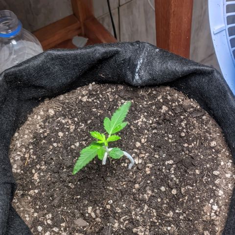 Gelato #2 growlog photo: Transplante para o vaso final 7L
