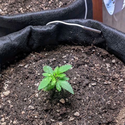 Gelato #2 growlog photo: Transplante para o vaso final 7L